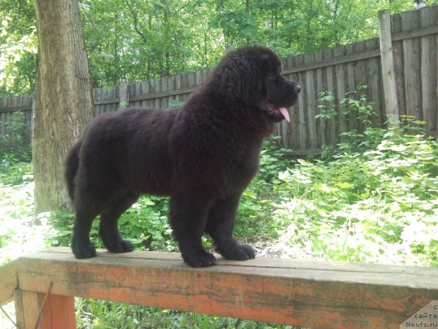 Фото: ньюфаундленд Uil'yam Naslednik Trona (Уильям Наследник Трона)