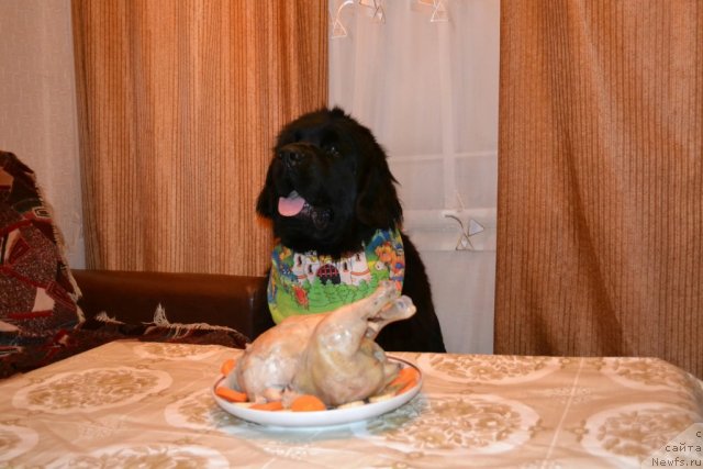 Фото: ньюфаундленд Uil'yam Naslednik Trona (Уильям Наследник Трона)