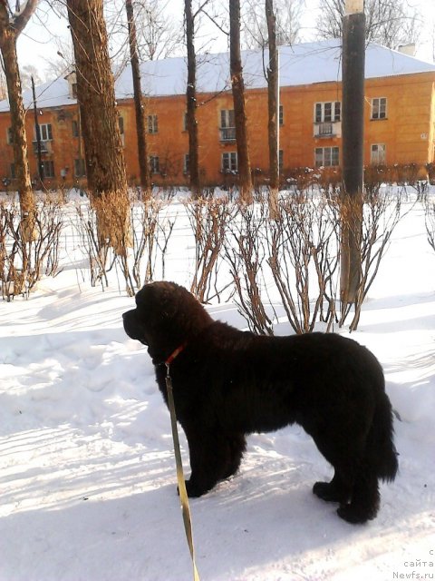 Фото: ньюфаундленд Very Fairweathers X'Got The Rhythm