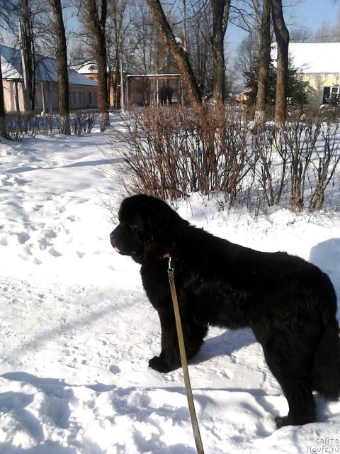 Фото: ньюфаундленд Very Fairweathers X'Got The Rhythm