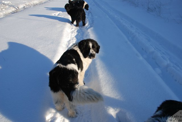 Фото: ньюфаундленд Fluffy Avalanche Satisfaction of My Ambitions (Флюфи Аваланч Сатисфастион оф Май Амбитионс)
