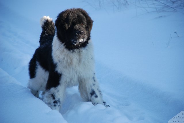 Фото: ньюфаундленд Pitern'yuf In It To Vin It (Питерньюф Ин Ит То Вин Ит)