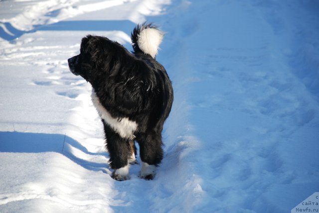 Фотография № 86896