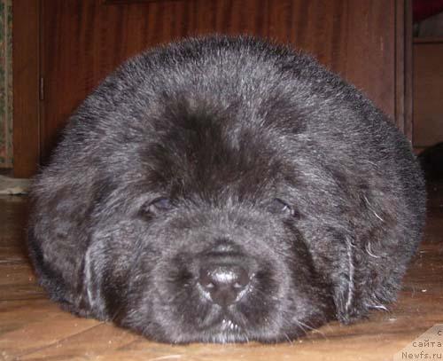 Фото: ньюфаундленд Super Bizon Byerrimor (Супер Бизон Бэрримор)