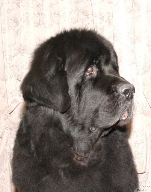 Фото: ньюфаундленд Vivat Vialiki Miadzvedz (Виват Вялiкi Мядзведзь)