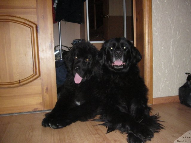 Фото: ньюфаундленд Abigal' Bomond (Абигаль Бомонд), ньюфаундленд Piternyuf Nota Bene (Питерньюф Нота Бене)