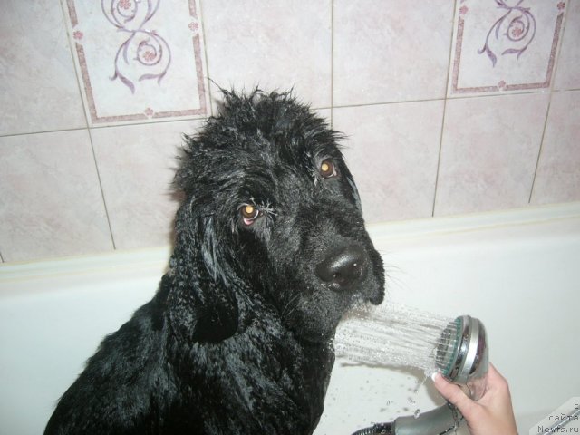 Фото: ньюфаундленд Piternyuf Nota Bene (Питерньюф Нота Бене)