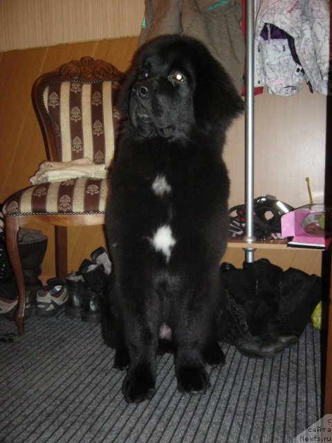 Фото: ньюфаундленд Piternyuf Nota Bene (Питерньюф Нота Бене)