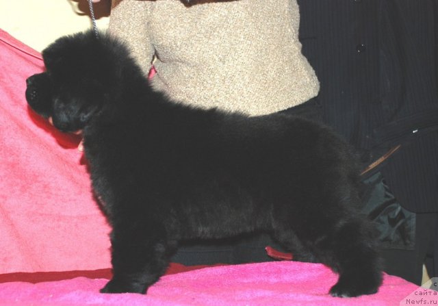 Фото: ньюфаундленд Belkonder-Club Ugli-Boogli (Белкондер-Клаб Угли-Бугли)