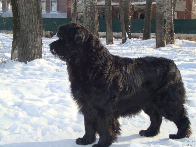 Фото: ньюфаундленд Riv'era ot Sibirskogo Medvedya (Ривьера от Сибирского Медведя)