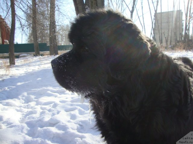 Фото: ньюфаундленд Riv'era ot Sibirskogo Medvedya (Ривьера от Сибирского Медведя)