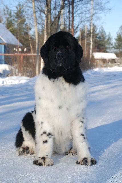Фото: ньюфаундленд Piternyuf Prodigy (Питерньюф Продижи)
