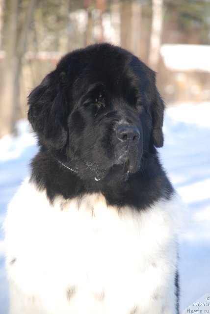Фото: ньюфаундленд Piternyuf Prodigy (Питерньюф Продижи)