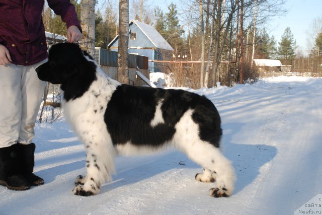 Фото: ньюфаундленд Piternyuf Prodigy (Питерньюф Продижи)
