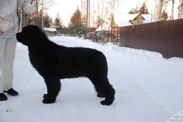 Фото: ньюфаундленд Aquatoriya Kelvin Only Love (Акватория Келвин Онли Лав)