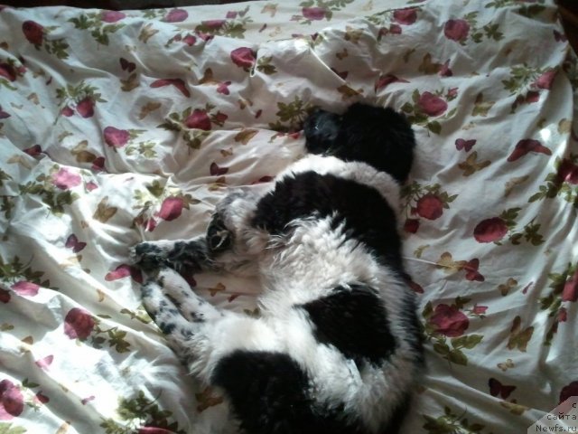 Фото: ньюфаундленд Skazochnaya Kroha Primadonna Byel' (Сказочная Кроха Примадонна Бэль)