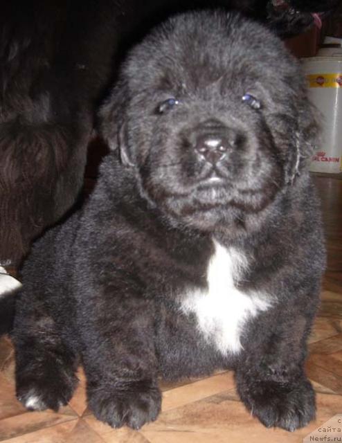 Фото: ньюфаундленд Super Bizon Byerrimor (Супер Бизон Бэрримор)