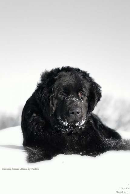 Фото: ньюфаундленд Sammy Almas-Alana