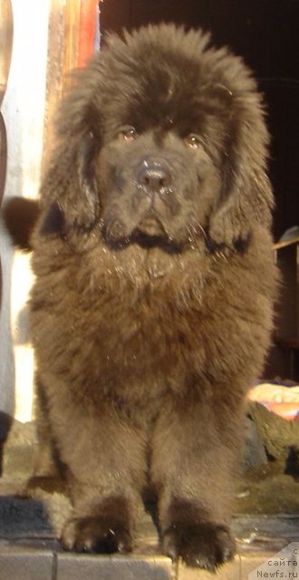 Фото: DAR SVEZY Basket of Roses