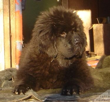 Фото: DAR SVEZY Brilliant Idea