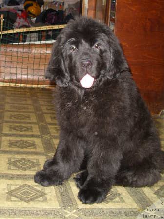 Фото: ньюфаундленд Knyajna v CHernom ot Marleon Dusvik (Княжна в Черном от Марлеон Дусвик)