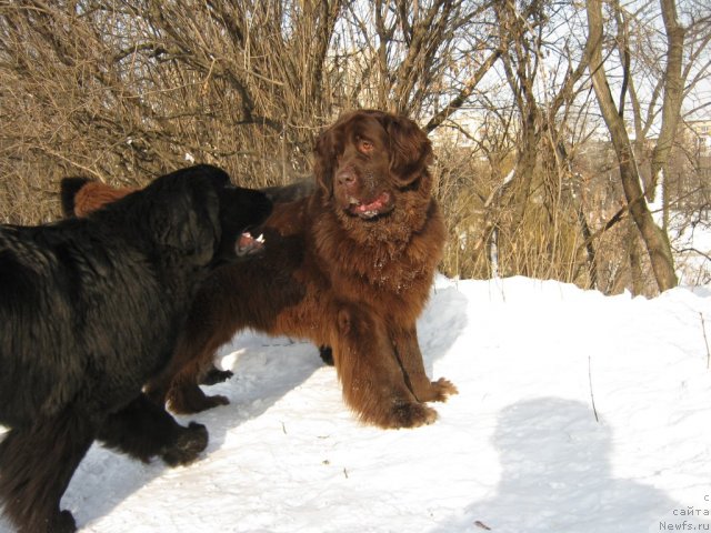 Фото: ньюфаундленд Sunshine Almas-Alana, ньюфаундленд Afina Utrennya Zvezda Viva Jeniz (Афина Утренняя Звезда Вива Дженис)