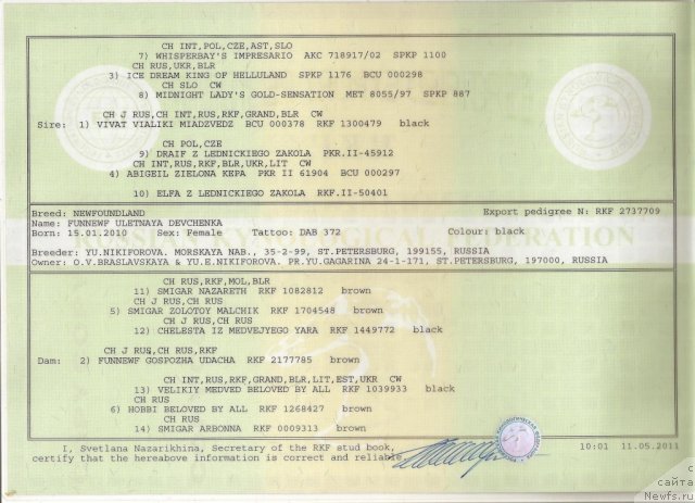 Фото: ньюфаундленд Funnewf Uletnaya Devchenka (Фанньюф Улетная Девчонка)