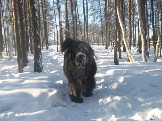 Фото: ньюфаундленд Karat iz Medvejyego Yara (Карат из Медвежьего Яра)
