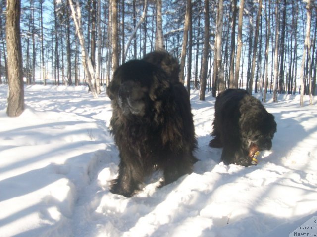 Фото: ньюфаундленд Karat iz Medvejyego Yara (Карат из Медвежьего Яра), ньюфаундленд Yarada iz Sibirskoy Glubinki (Ярада из Сибирской Глубинки)
