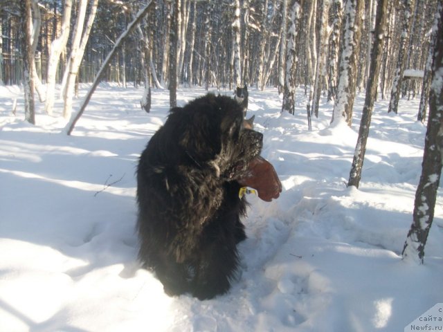 Фото: ньюфаундленд Yarada iz Sibirskoy Glubinki (Ярада из Сибирской Глубинки)