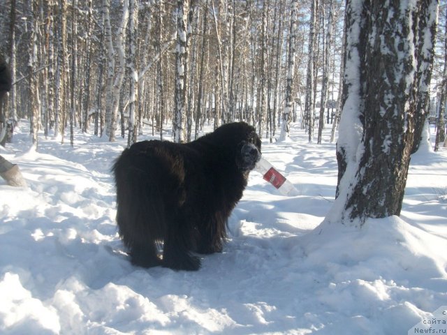 Фото: ньюфаундленд Yarada iz Sibirskoy Glubinki (Ярада из Сибирской Глубинки)