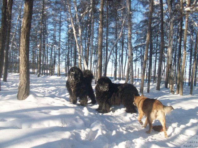 Фотография № 87078