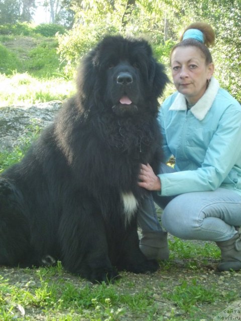 Фото: ньюфаундленд Pitern'yuf CHao-Kakao (Питерньюф Чао-Какао), Lina Troyanskaya (Лина Троянская)