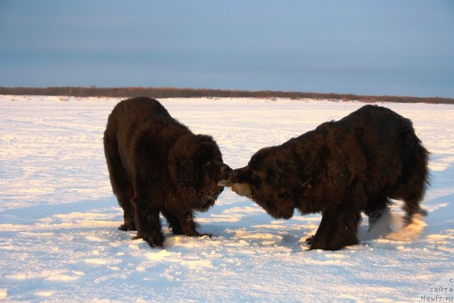 Фотография № 87080