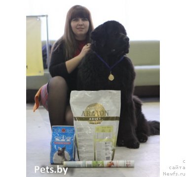 Фото: ньюфаундленд CHudnaya Krasavica (Чудная Красавица), Anna Portnyakova (Анна Портнякова)