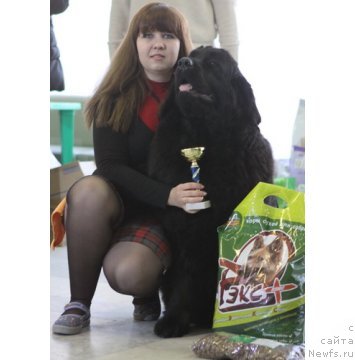 Фото: ньюфаундленд CHudnaya Krasavica (Чудная Красавица), Anna Portnyakova (Анна Портнякова)