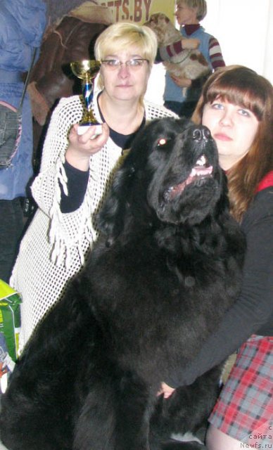 Фото: ньюфаундленд CHudnaya Krasavica (Чудная Красавица), Anna Portnyakova (Анна Портнякова), Ol'ga Portnyakova (Ольга Портнякова)