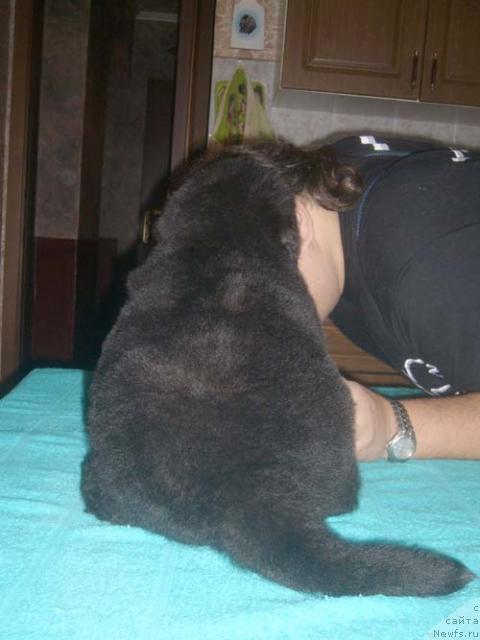 Фото: ньюфаундленд Super Bizon Byerrimor (Супер Бизон Бэрримор)