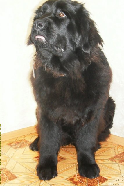 Фото: ньюфаундленд Z'Greys YEnd B'yuti (З'Грейс Энд Бьюти)