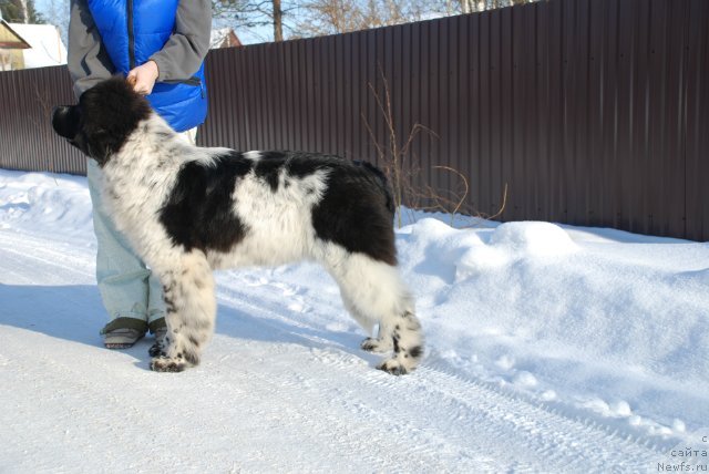 Фотография № 87112