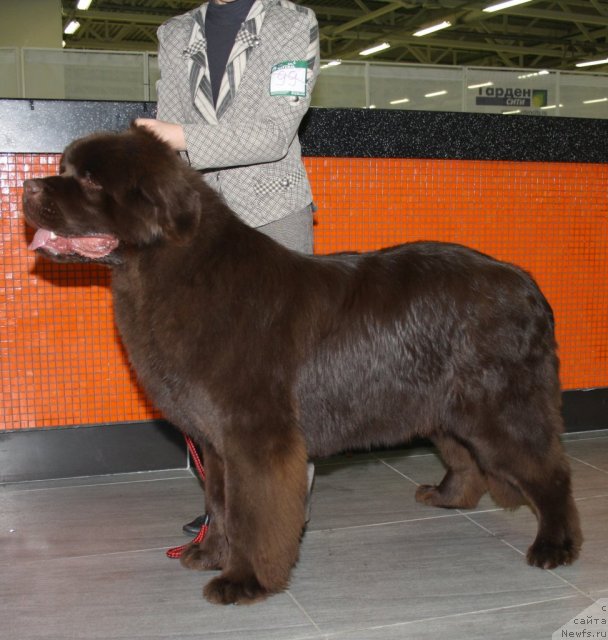 Фото: ньюфаундленд Aquatoriya Kelvin Royal Teddy Bear (Акватория Келвин Ройал Тедди Беар)