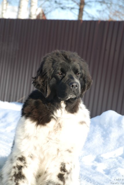 Фотография № 87116