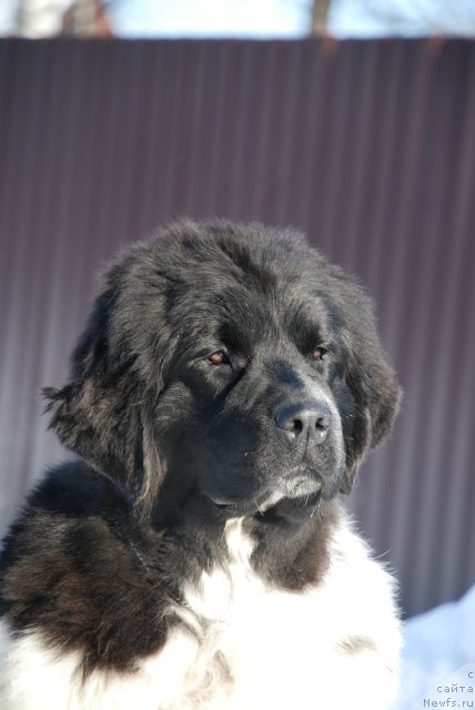 Фотография № 87117