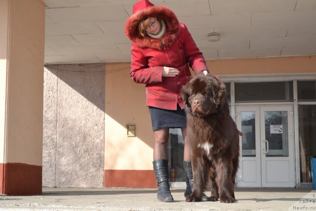Фото: ньюфаундленд Aquatoriya Kelvin Riverdance (Акватория Келвин Риверданс)