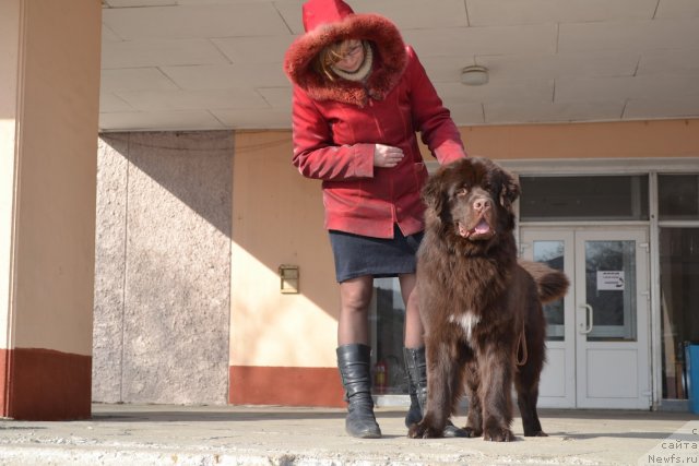 Фото: ньюфаундленд Aquatoriya Kelvin Riverdance (Акватория Келвин Риверданс)