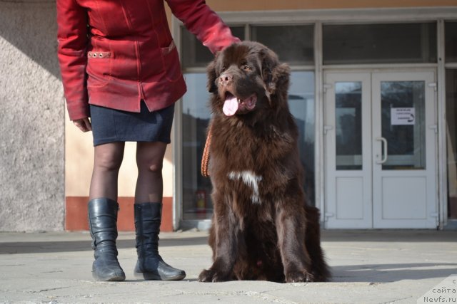 Фото: ньюфаундленд Aquatoriya Kelvin Riverdance (Акватория Келвин Риверданс)