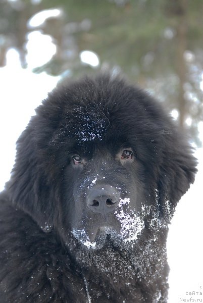 Фотография № 87128