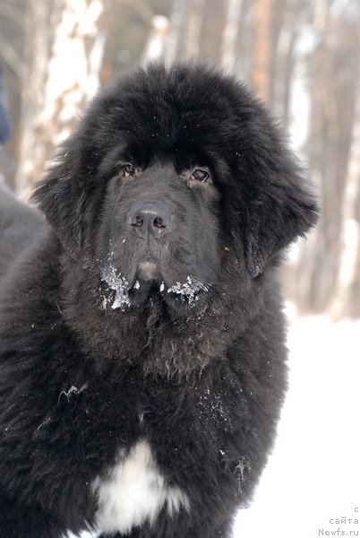 Фото: ньюфаундленд King of Helluland Over Ruled