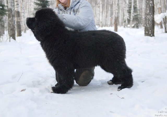 Фотография № 87135