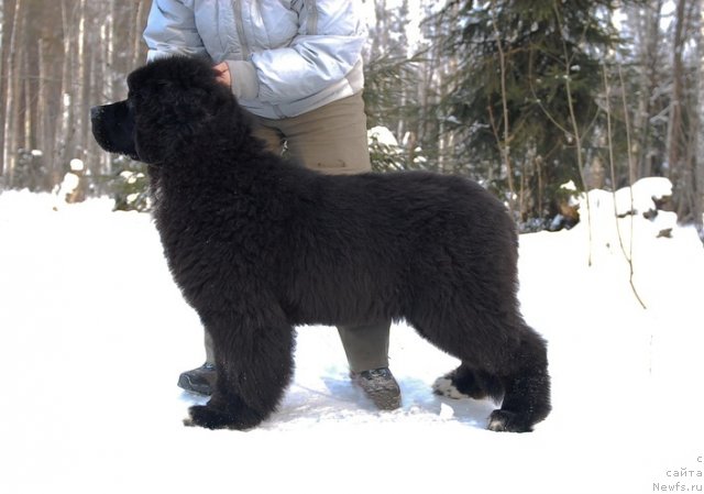 Фото: ньюфаундленд King of Helluland Over Ruled